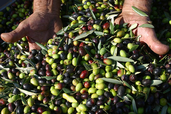 OLIVE &#8211; &#8220;Raccolta 2020, raramente si son viste olive così belle e piene di olio da spremere a freddo nel frantoio&#8221;