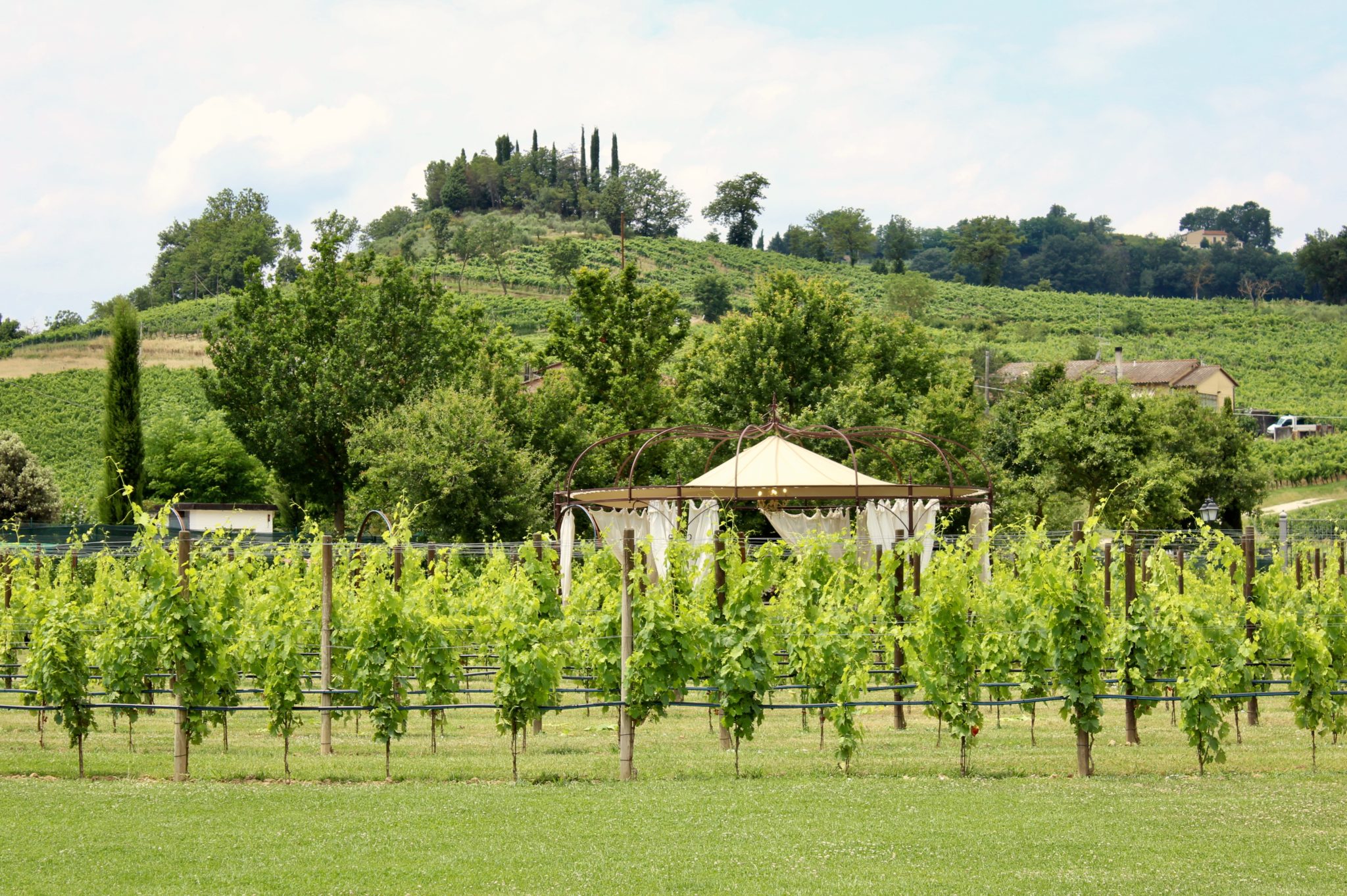 Estate in campagna: la legatura della vite