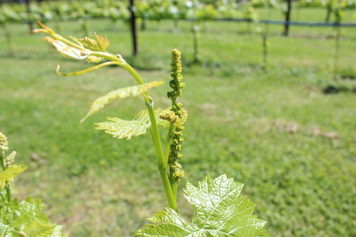 The secret of flowering. Spring fragrance in the Tenuta Torciano vineyards