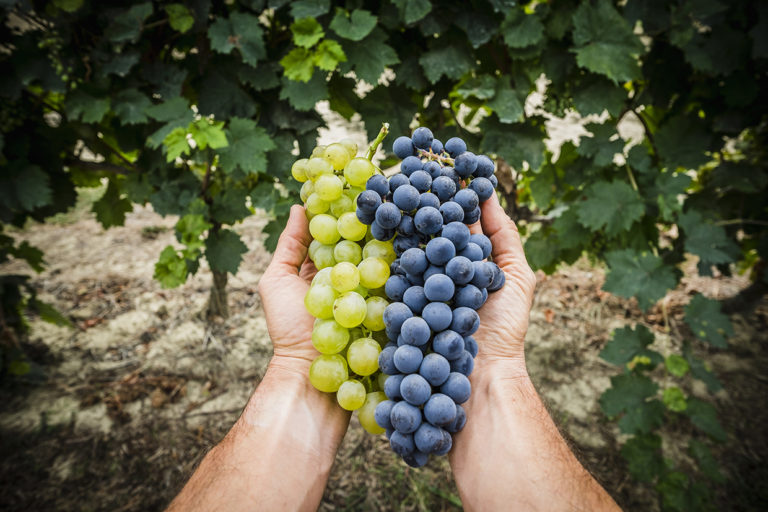 Rivivi la vera esperienza della Vendemmia in Toscana!