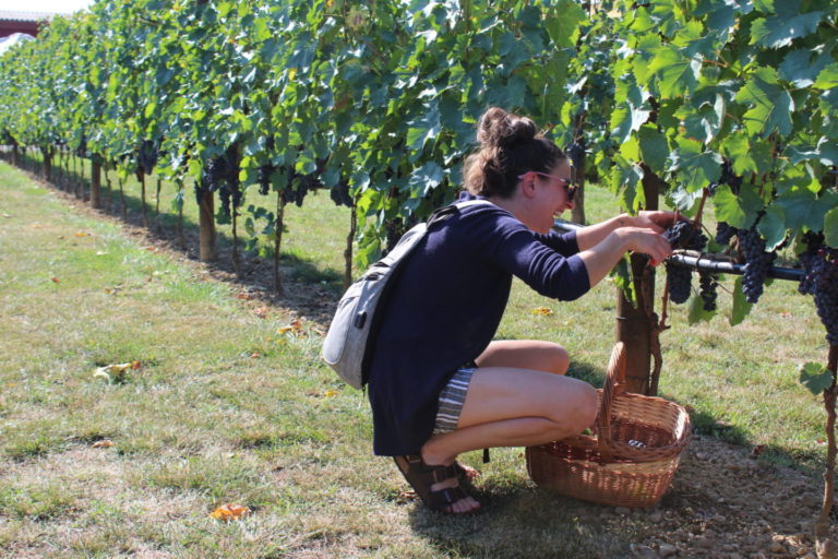 Vendemmia Didattica in cantina Tenuta Torciano