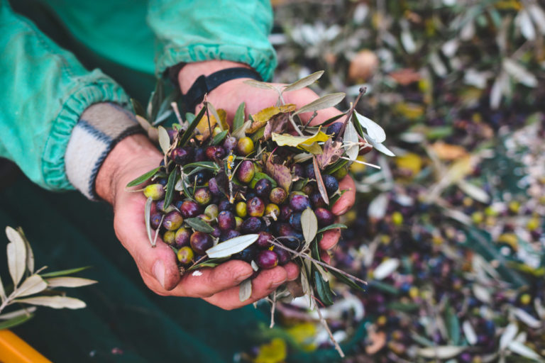 How do you make a good Extra Virgin Olive Oil?