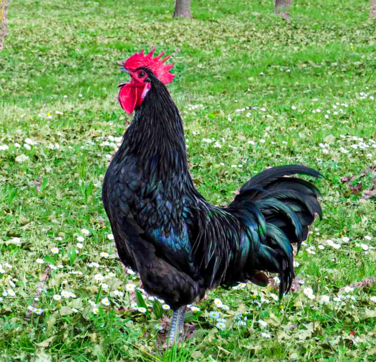 A Black Rooster in Tenuta Torciano Field