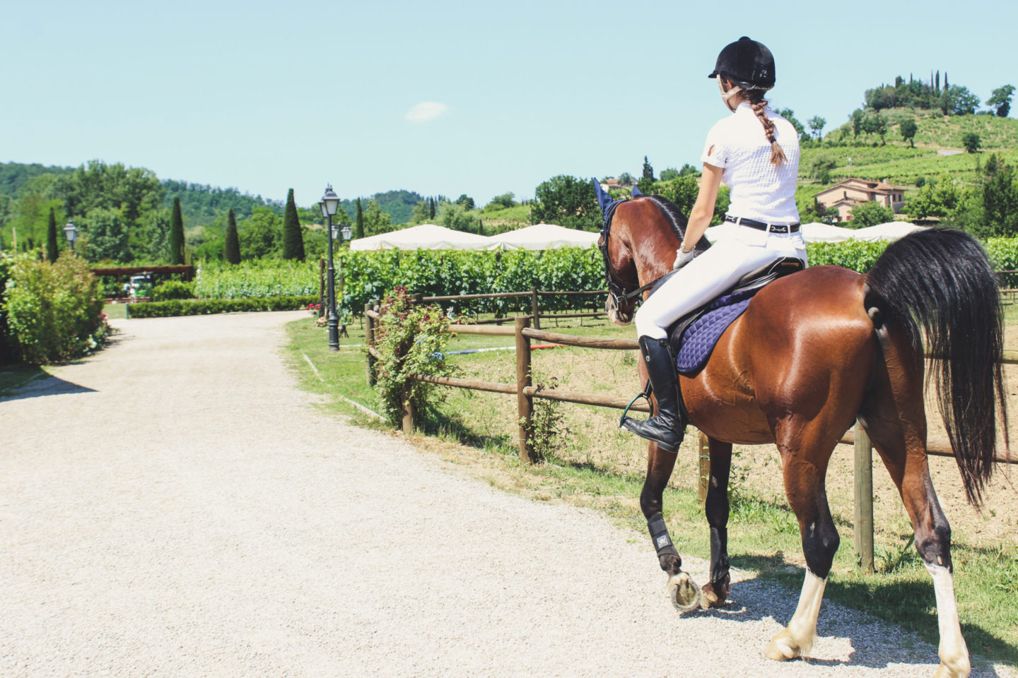 A Love Letter to Horses Around the World